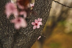 Spring blossoms out in Bojnurd