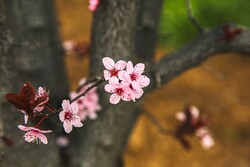 بجنورد میں بہار کے شاندار جلوے