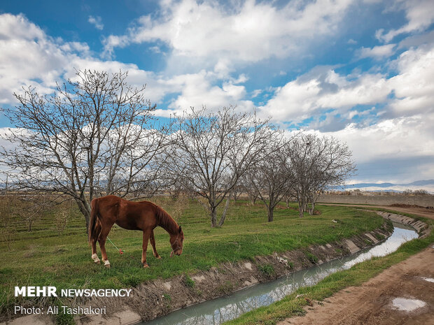 Qazvin in blossom