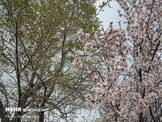 طبیعت بهاری قزوین
