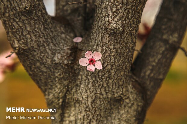 Spring blossoms out in Bojnurd