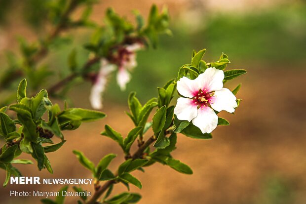 Spring blossoms out in Bojnurd