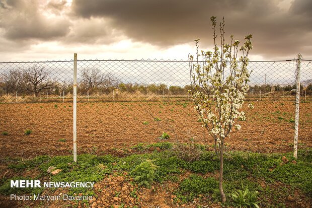 Spring blossoms out in Bojnurd