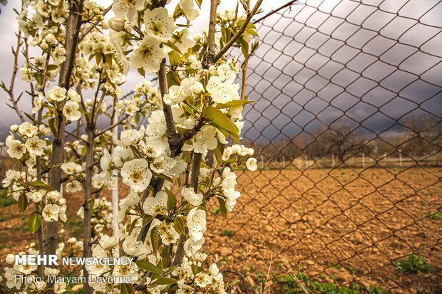 Spring blossoms out in Bojnurd