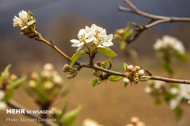 Spring blossoms out in Bojnurd