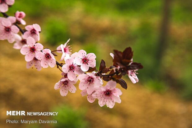 Spring blossoms out in Bojnurd