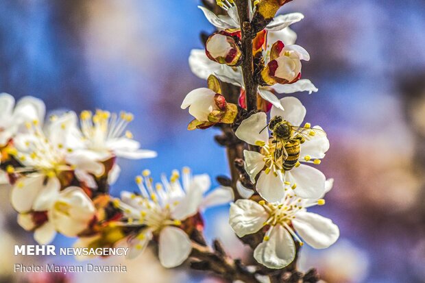 Spring blossoms out in Bojnurd