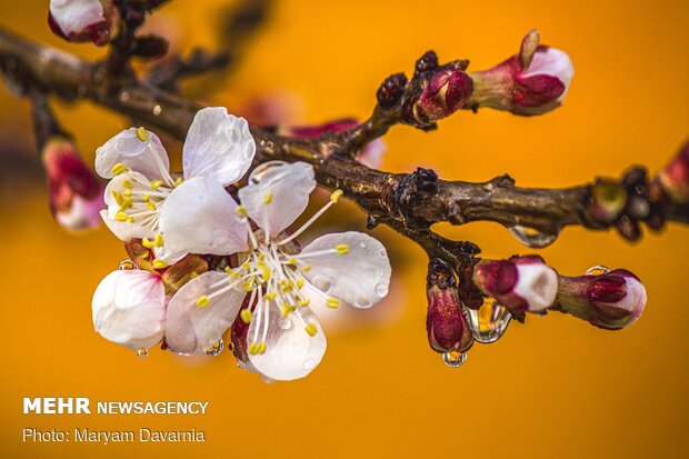 Spring blossoms out in Bojnurd