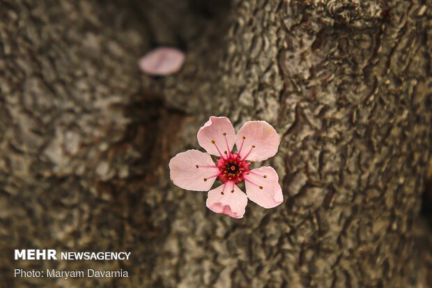 Spring blossoms out in Bojnurd