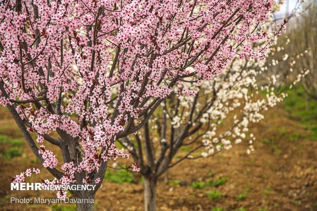 Spring blossoms out in Bojnurd