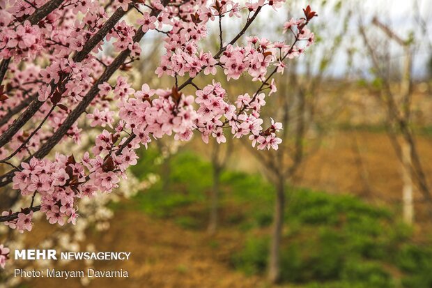 Spring blossoms out in Bojnurd