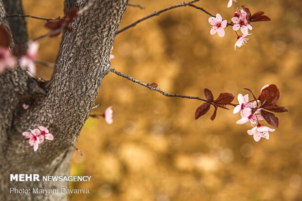 Spring blossoms out in Bojnurd