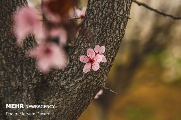 Spring blossoms out in Bojnurd