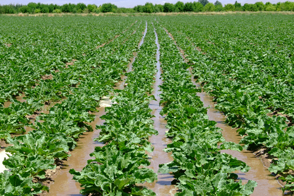 کلاف سردرگم محصولات آب بر در آذربایجان غربی/آمارها همخوانی ندارد