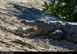 Mitigating potential flood-induced human-crocodile conflicts in Iran’s Sistan and Baluchestan Province