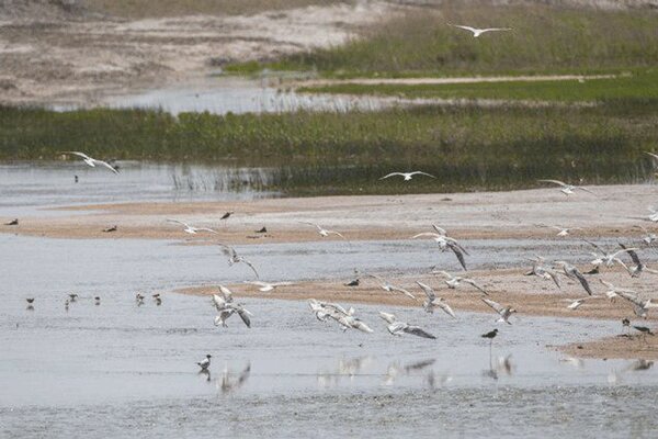  آغاز تخمگذاری پرندگان مهاجر آبزی و کنار آبزی در تالاب یعقوب آباد