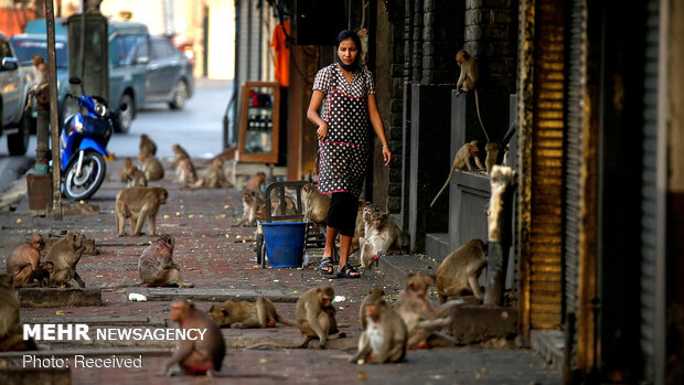 حضور حیوانات در شهر‌ها پس از قرنطینه