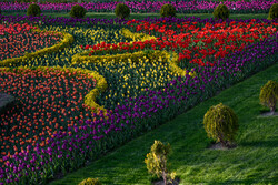 ۱۵۰ هزار نفر از تور مجازی باغ گل‌های کرج بازدید کردند