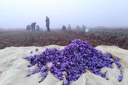 ۱۵ تن زعفران در دوماهه اول امسال صادر شد
