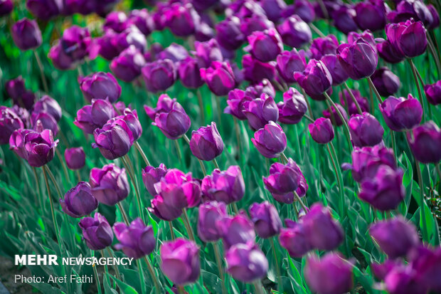 Tulip flower garden in Karaj void of visitors