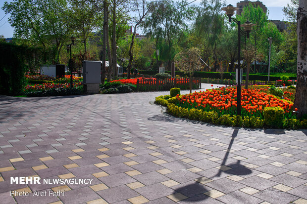 Tulip flower garden in Karaj void of visitors