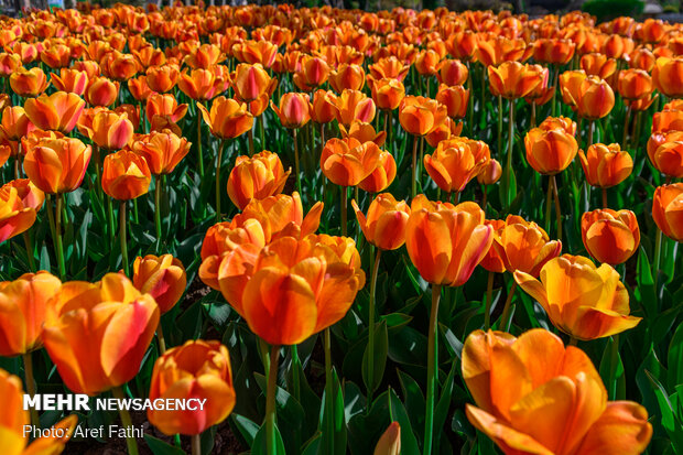 Tulip flower garden in Karaj void of visitors