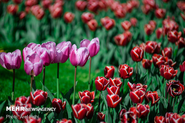 Tulip flower garden in Karaj void of visitors