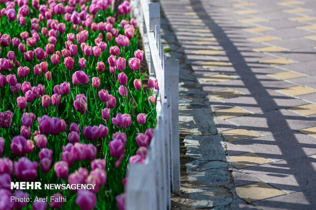 Tulip flower garden in Karaj void of visitors