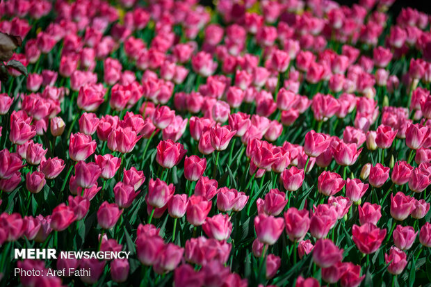 Tulip flower garden in Karaj void of visitors