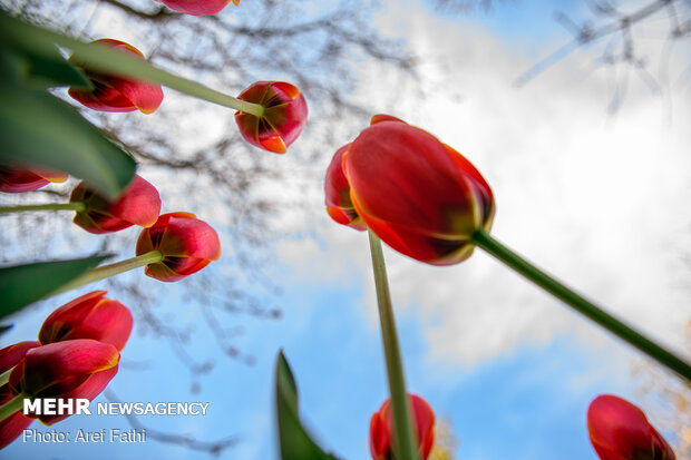 VIDEO: wild tulips in Yazd’s pristine nature