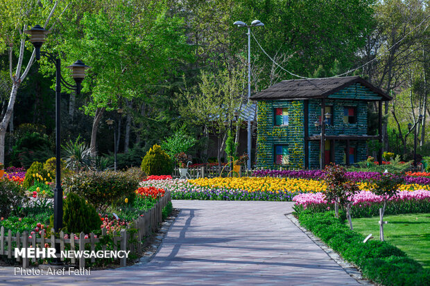 Tulip flower garden in Karaj void of visitors