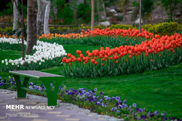 باغ لاله های بوستان شهید چمران کرج