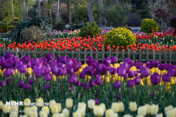 زيارة مجازية لحديقة زهور التوليب بمدينة كرج غرب طهران 