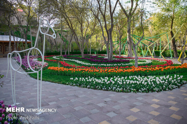 Tulip flower garden in Karaj void of visitors