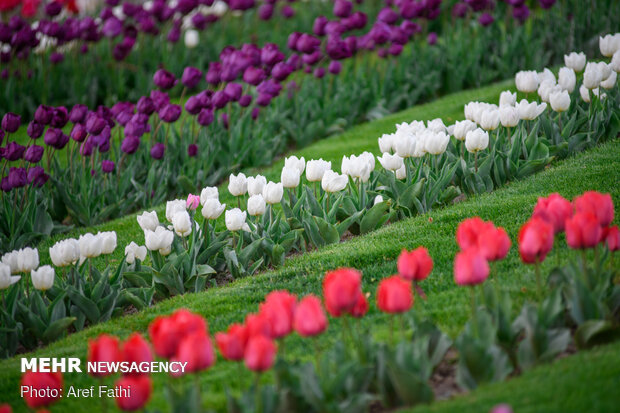 Tulip flower garden in Karaj void of visitors