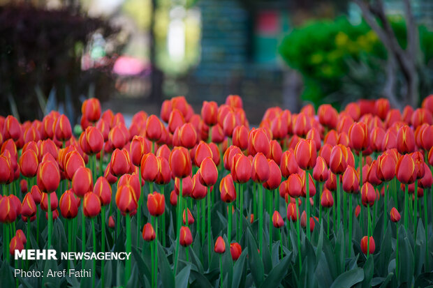 Tulip flower garden in Karaj void of visitors