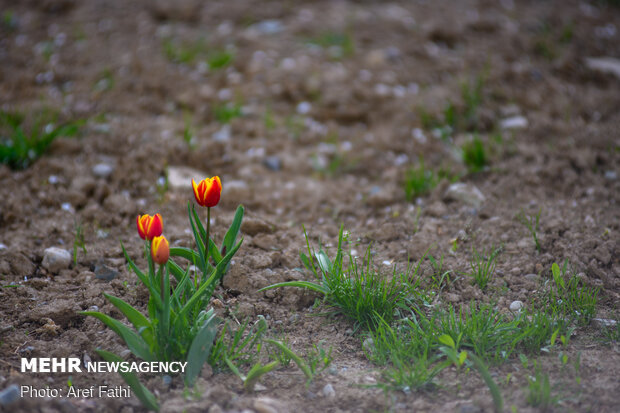 Tulip flower garden in Karaj void of visitors