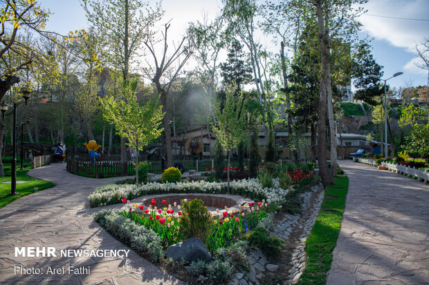 Tulip flower garden in Karaj void of visitors