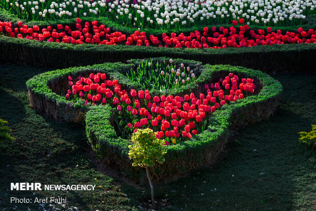 Tulip flower garden in Karaj void of visitors