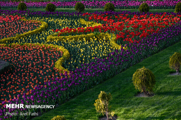 Tulip flower garden in Karaj void of visitors