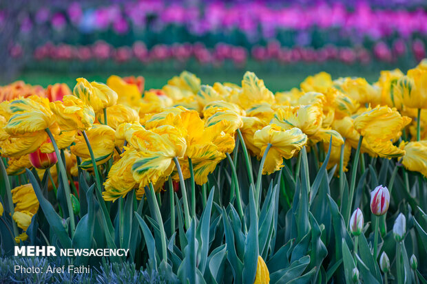 Tulip flower garden in Karaj void of visitors