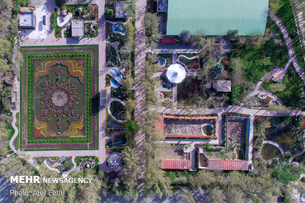 Tulip flower garden in Karaj void of visitors