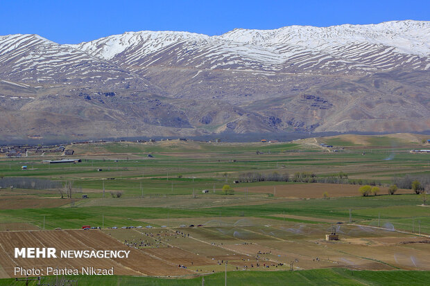 کشت بهاره پیاز