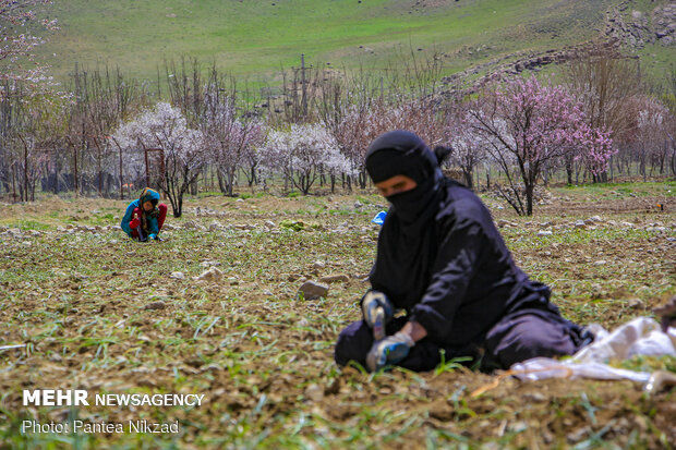 کشت بهاره پیاز