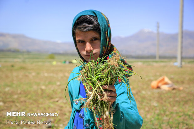 کشت بهاره پیاز