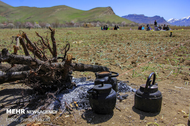 کشت بهاره پیاز