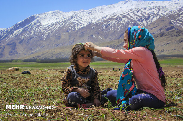 کشت بهاره پیاز