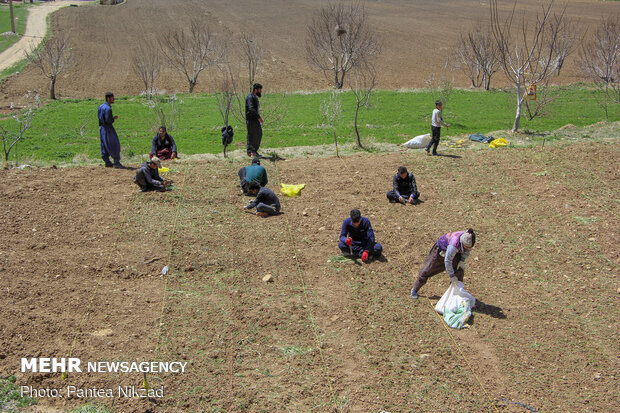 کشت بهاره پیاز