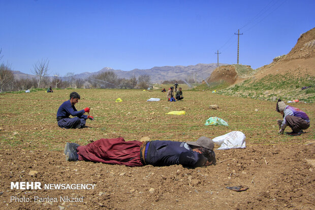 کشت بهاره پیاز