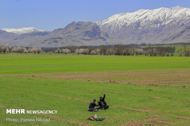 کشت بهاره پیاز